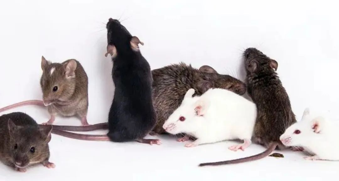 嚙齒類動物手術(shù)指導(dǎo)原則(圖1) 640.jpeg