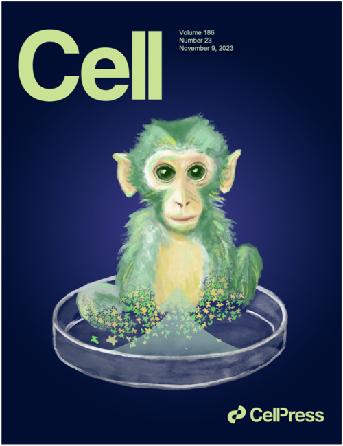 國際首次!中國科學家成功構建胚胎干細胞嵌合體猴(圖1) 國際首次!中國科學家成功構建胚胎干細胞嵌合體猴(圖1)