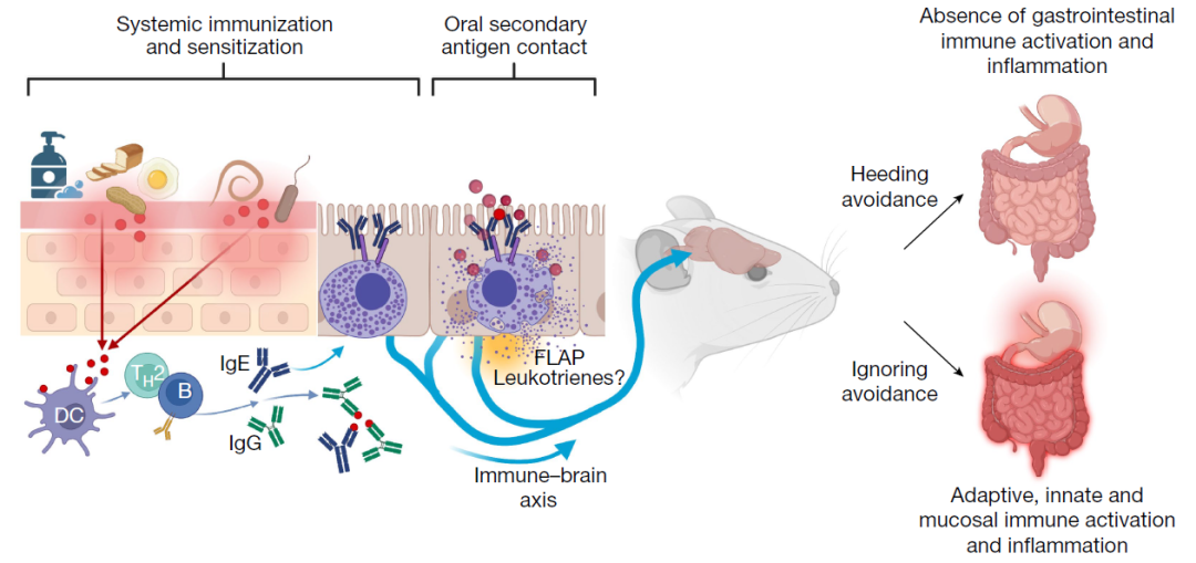 Nature:挑食是免疫系統(tǒng)和大腦對身體的保護,防止過敏原引起的傷害(圖5) 33.jpg