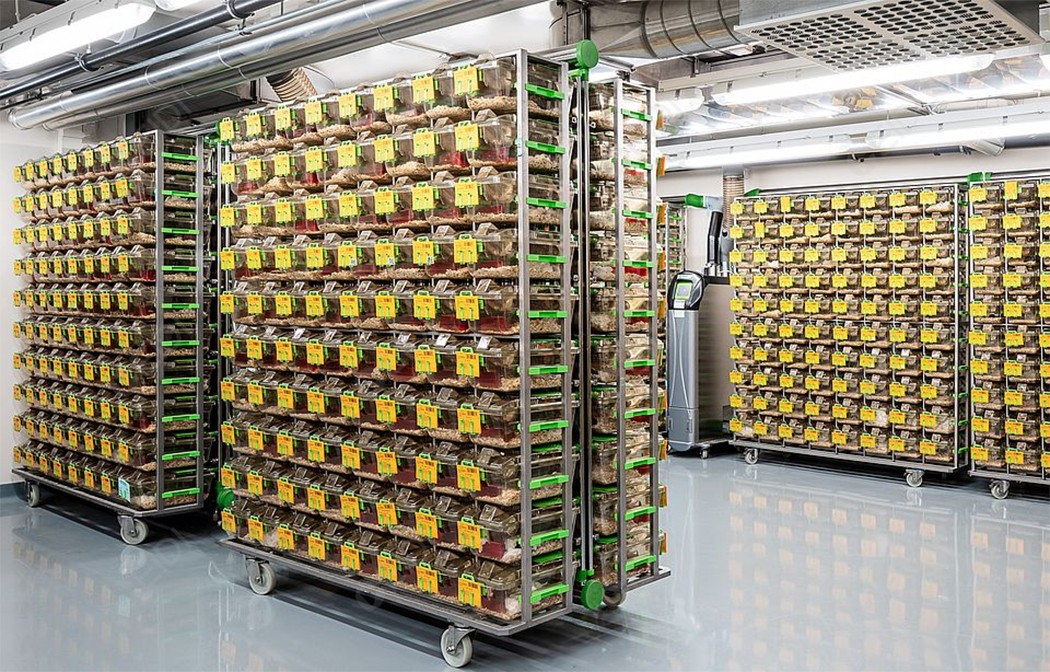 葛根素對(duì)大鼠和小鼠骨密度影響的Meta分析(圖1) 動(dòng)物房封面.jpg