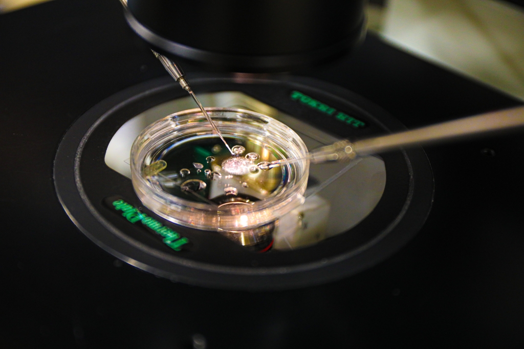 小鼠皮膚細(xì)胞可制造體外受精卵(圖1) p113.jpg