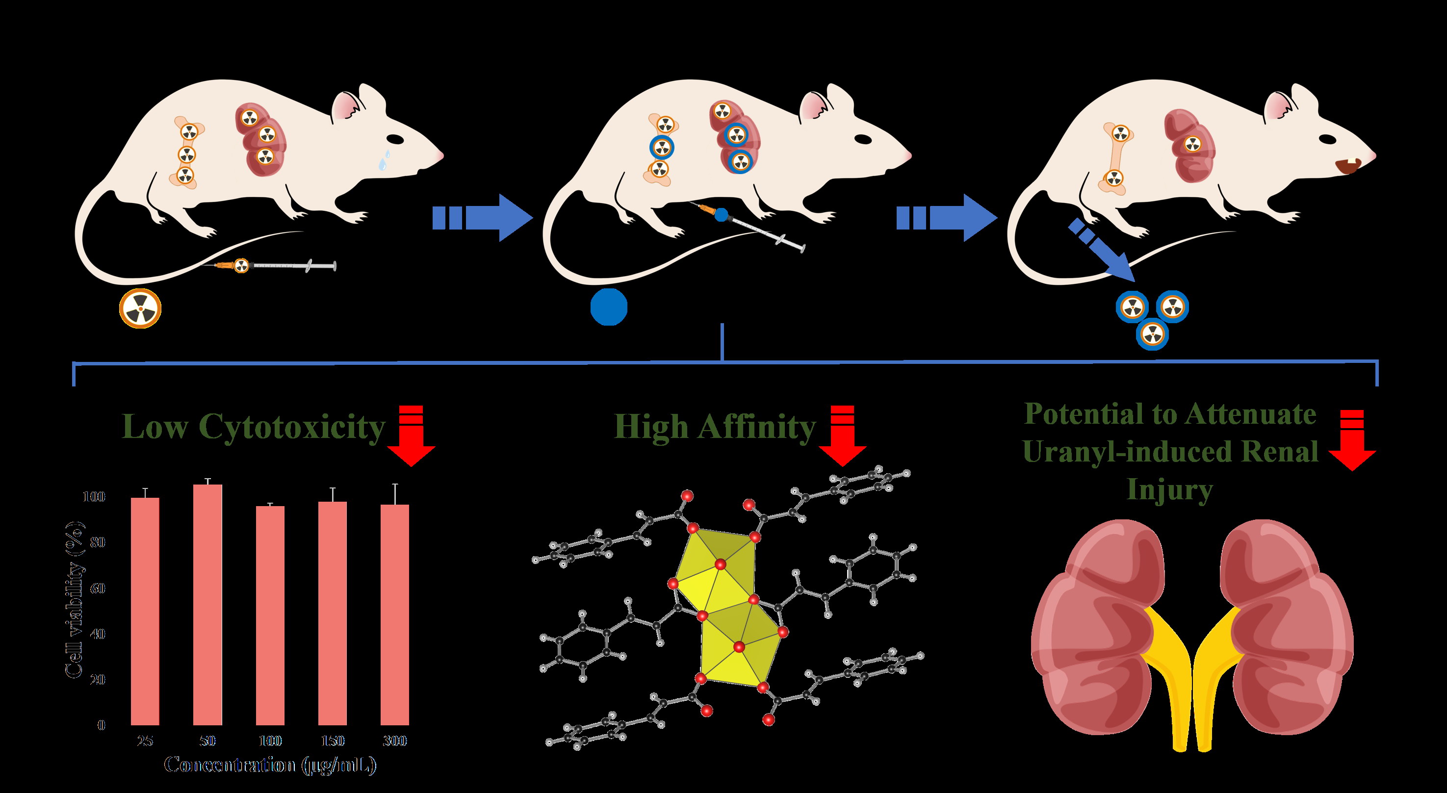 我國學者發現傳統中草藥對放射性核素內污染促排有重要作用—新聞—科學網(圖1) 我國學者發現傳統中草藥對放射性核素內污染促排有重要作用—新聞—科學網(圖1)