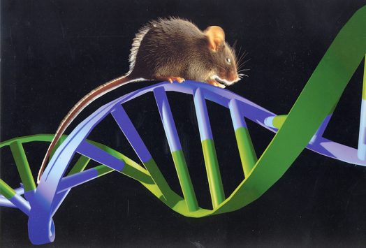 GB 14922—2022《實(shí)驗(yàn)動物 微生物、寄生蟲學(xué)等級及監(jiān)測》 標(biāo)準(zhǔn)解讀(圖12)
